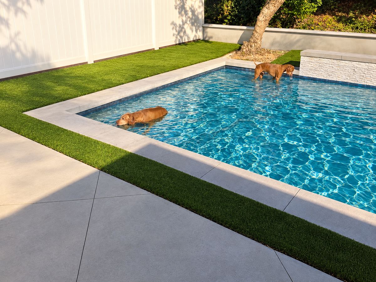 Two dogs standing in the shallow splash ledge of the pool